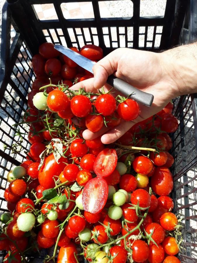 Agriturismo Il Pettirosso 阿杰罗拉 外观 照片